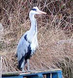 Heron