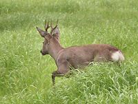 Roe buck