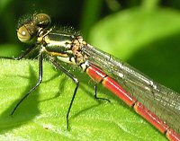 Large red damselfly