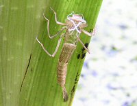 Damselfly nymph carapace