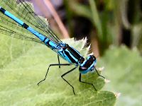 Common coenagrion