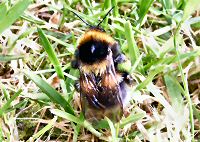 Garden bumblebee