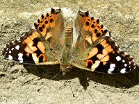 Painted lady