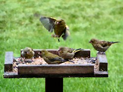 Greenfinches