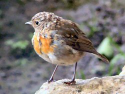 Juvenile robin