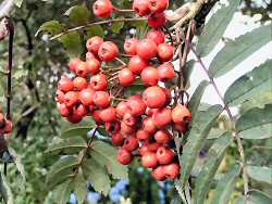 Rowan berries