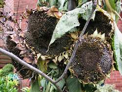 Sunflower heads