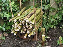 Sunflower stems