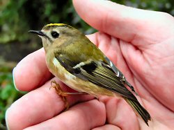 Goldcrest