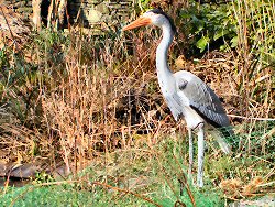 Plastic heron