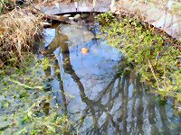 Cleared pond