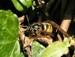 Queen common wasp