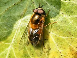 Unidentified hoverfly