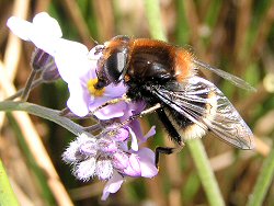 Hoverfly