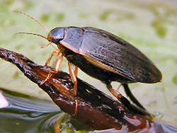 Water beetle