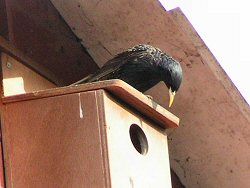 Fledgling robin