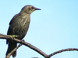 Young starling