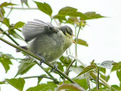 Fledgling blue tit begging for food