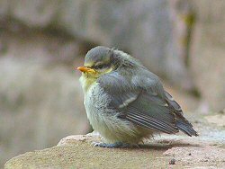 Fledgling blue tit on a wall