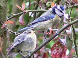 Fledgling blue tit and parent