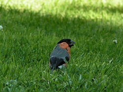 Male bullfinch