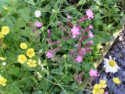 Spring wildflowers