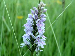 Common spotted orchid