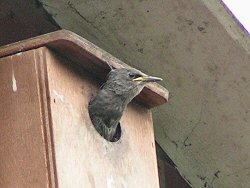 Nestling starling