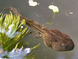 Tadpole with back legs