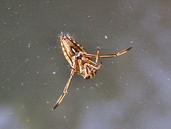 Backswimmer