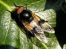 Female Volucella pellucens