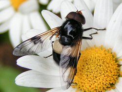 Male Volucella pellucens