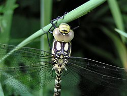 Immature southern hawker