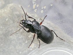 Ground beetle