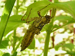 Dragonfly exuvia