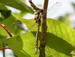 Southern hawker