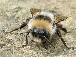 Male bumblebee