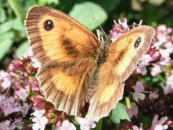 Male gatekeeper butterfly