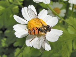 Marmalade hoverfly