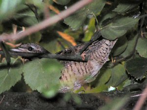  Wryneck