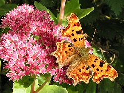 Comma butterfly