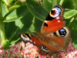 Peacock butterfly