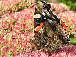 Red admiral butterfly