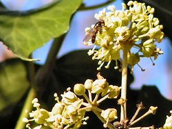 Hoverfly on ivy