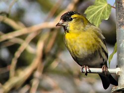 Male siskin