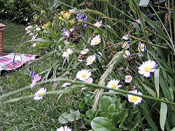 Cumbrian Fellside Garden