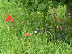 Chelsea Pensioners Garden: native planting