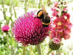 Cirsium rivulare Atropurpurea 