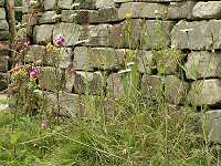 Native planting