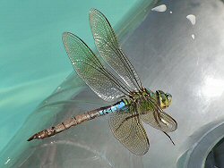 Emperor dragonfly